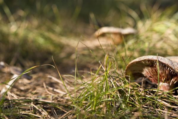 Rovellons al bosc