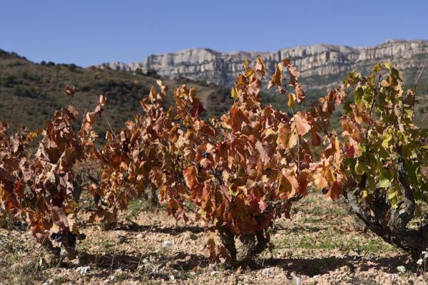 Vinyes a Cornudella