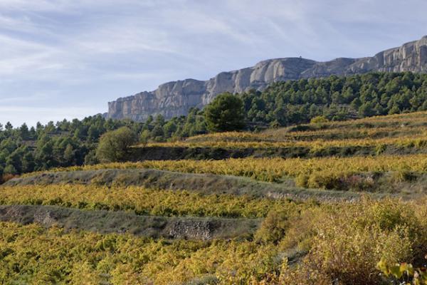 Vinyes a cornudella